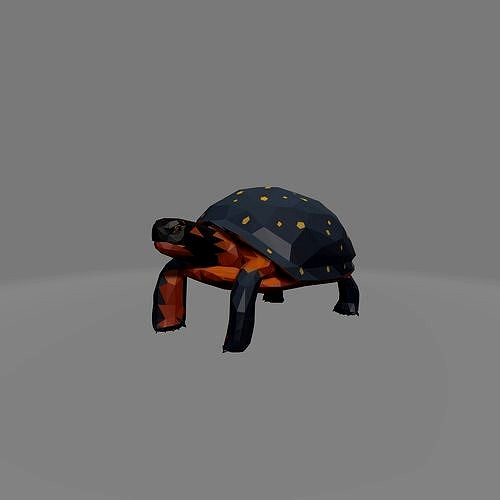 tortoise