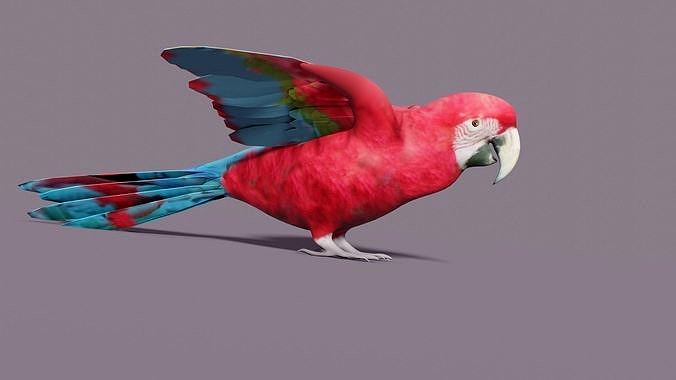 MACAW LOWPOLY