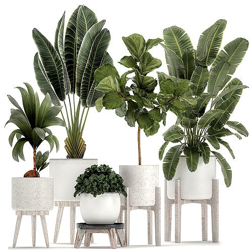 Plants in a white flowerpot for the interior 1091