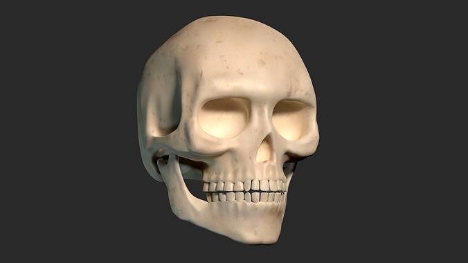Human Skull