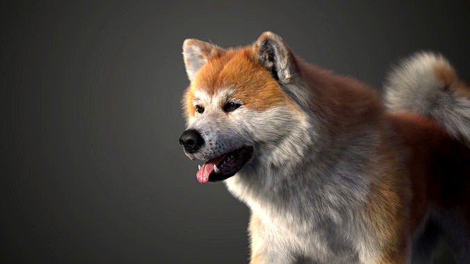 Akita Dog Animated VFX Grace