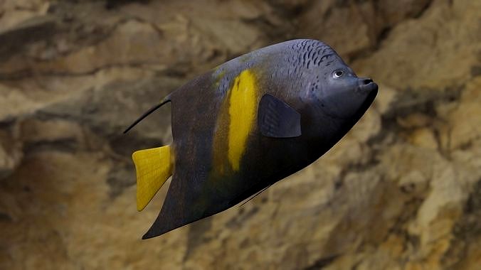 Yellow narked butterfly fish