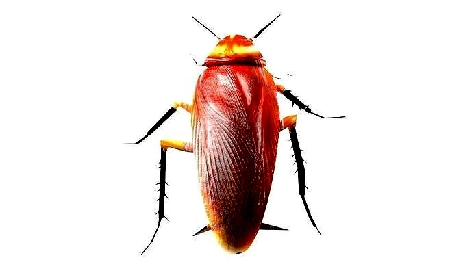Cockroach