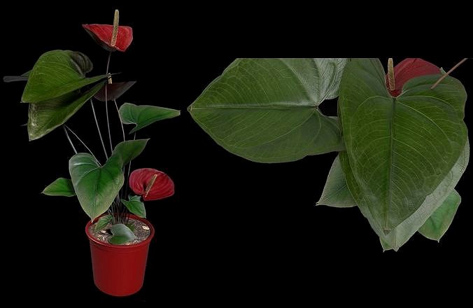 Plant Anthurium PBR 3d game model