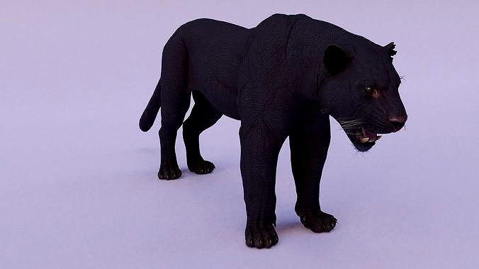 Black panther