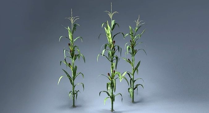 Corn Plant