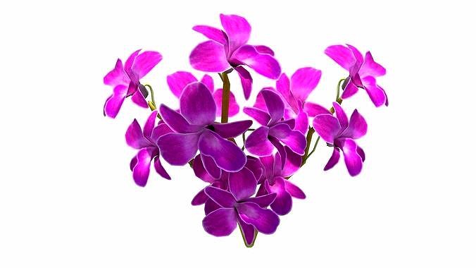 Orchid Flowers