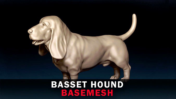 Basset Hound Base Mesh