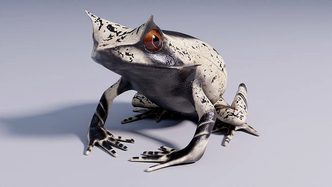 Malayan Horned Frog - Animated