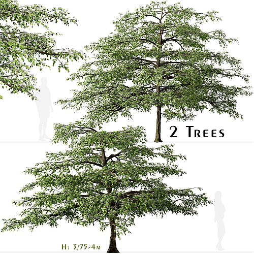 Set of Pagoda dogwood or Cornus alternifolia Tree - 2 Trees