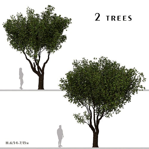 Set of Olive or Olea europaea Tree - 2 Trees