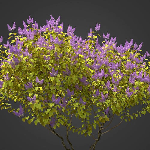 2021 PBR Common Lilac Collection - Syringa Vulgaris