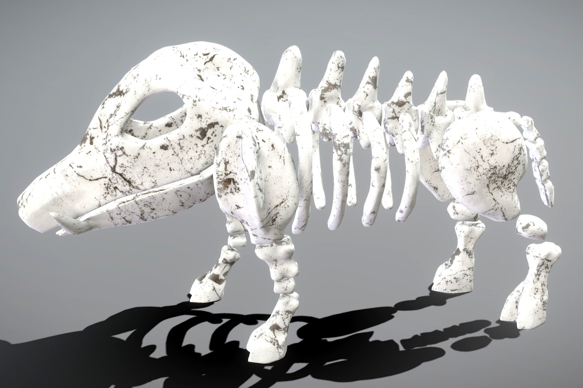 Boar Skeleton