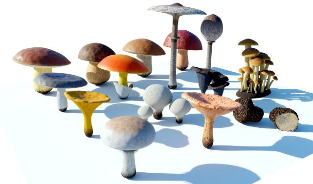 Mushrooms Collection