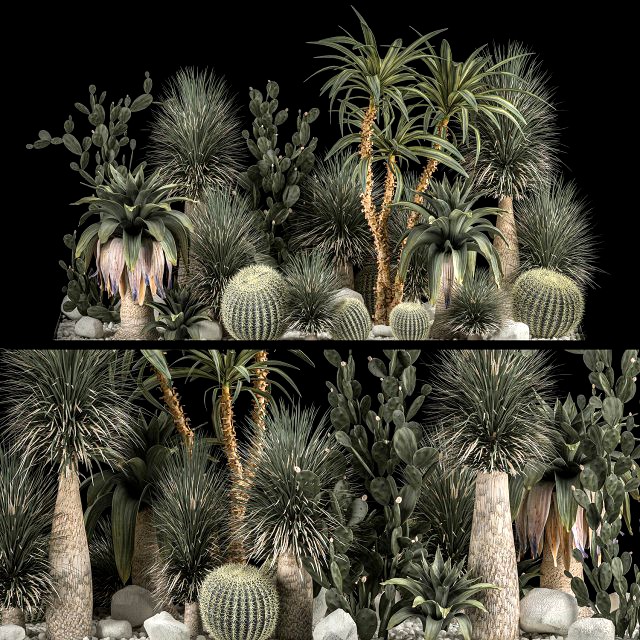 Collection Plants Desert Flowerbed With Cactus 1117