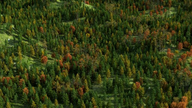 Red pine forest