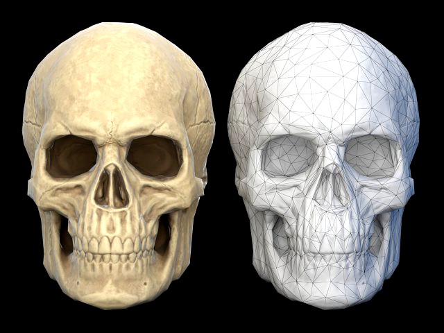 Human skull 2