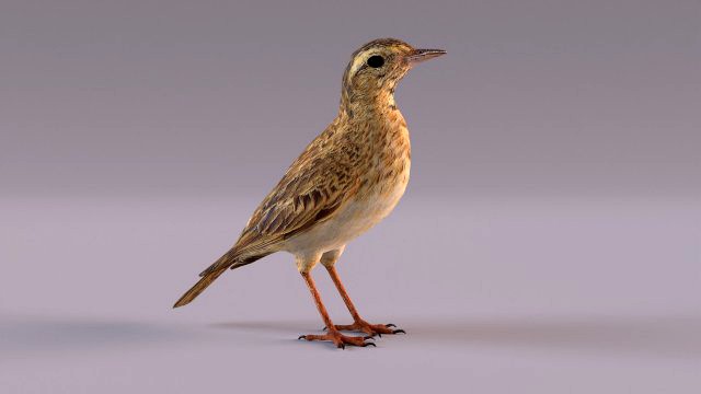 Pipit