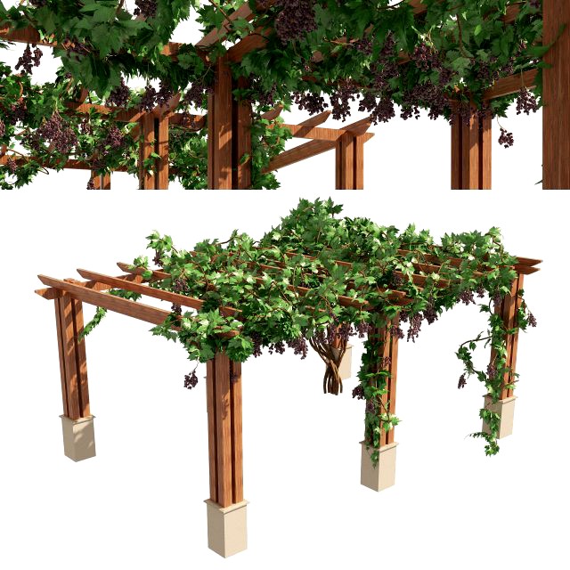 2 Grapevine low and med poly
