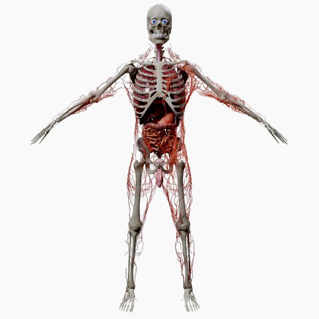Human Male Anatomy