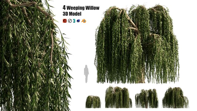 4 Weeping Willow Salix babylonica Trees