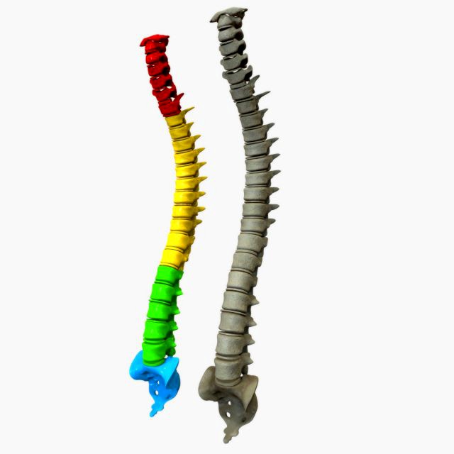 Human Vertebral Column