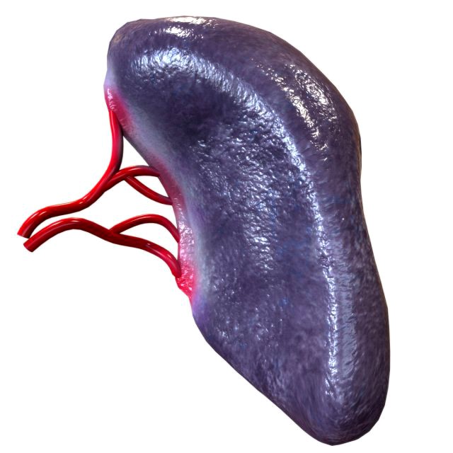 Human Spleen
