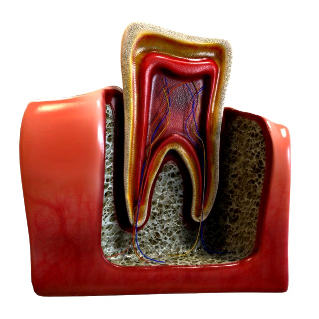 Tooth Anatomy