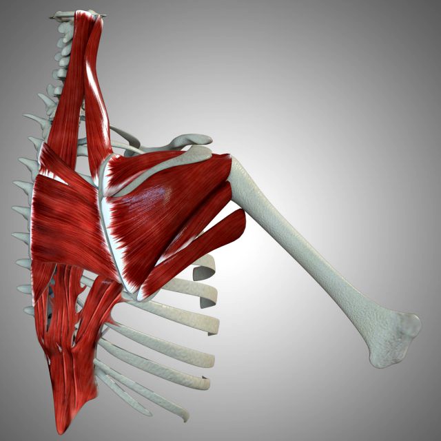 Scapular Muscle