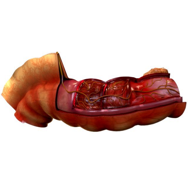 Intestine Anatomy