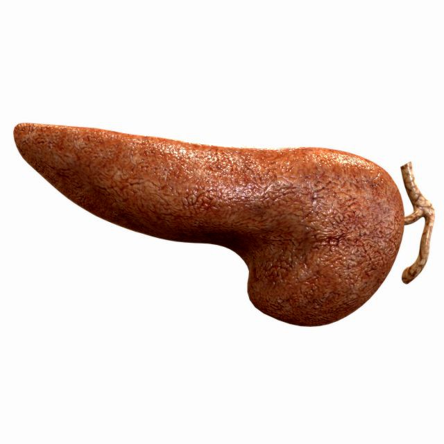Human Pancreas
