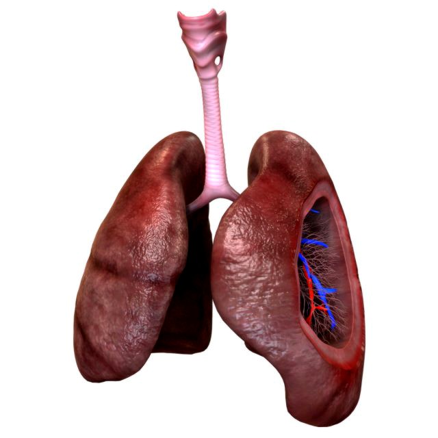3D Respiratory System