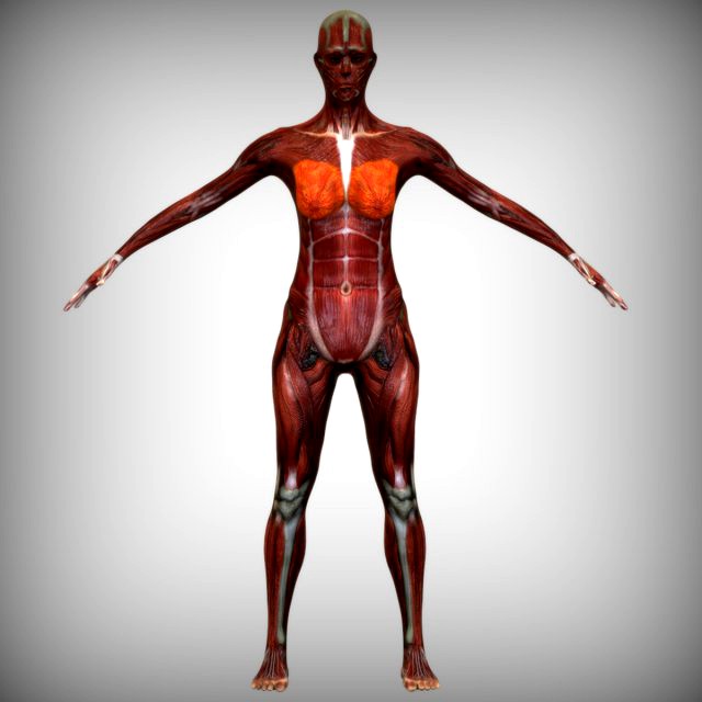 Female Muscular System