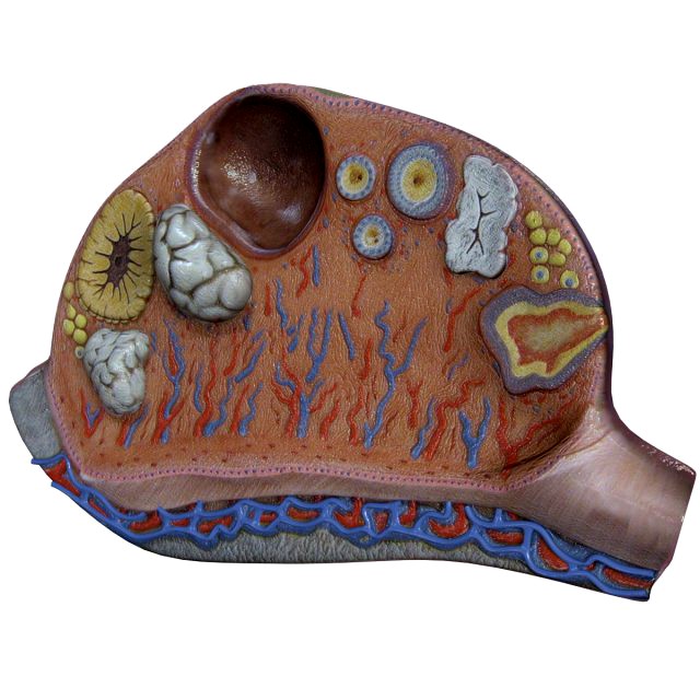 Female Ovary