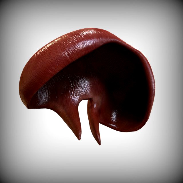 Human Diaphragm