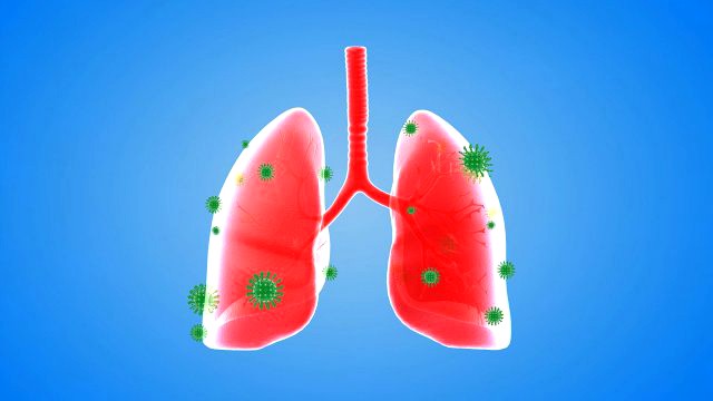 Tract lung trachea Human Lung Right and Bronchi