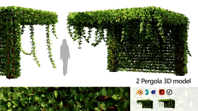 Pergola Vine Bower climbing plant