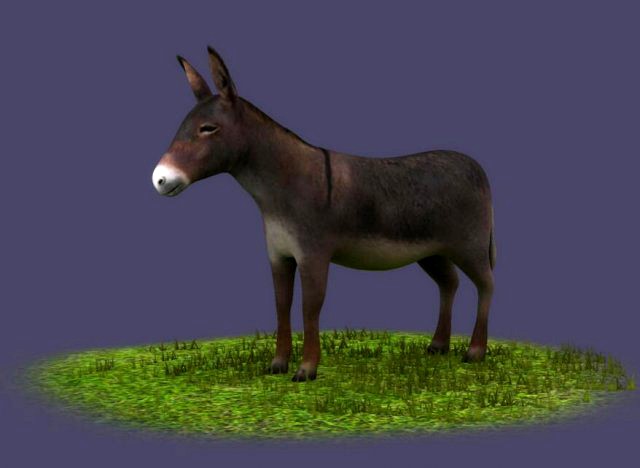 Donkeys ranches livestock breeding mammals