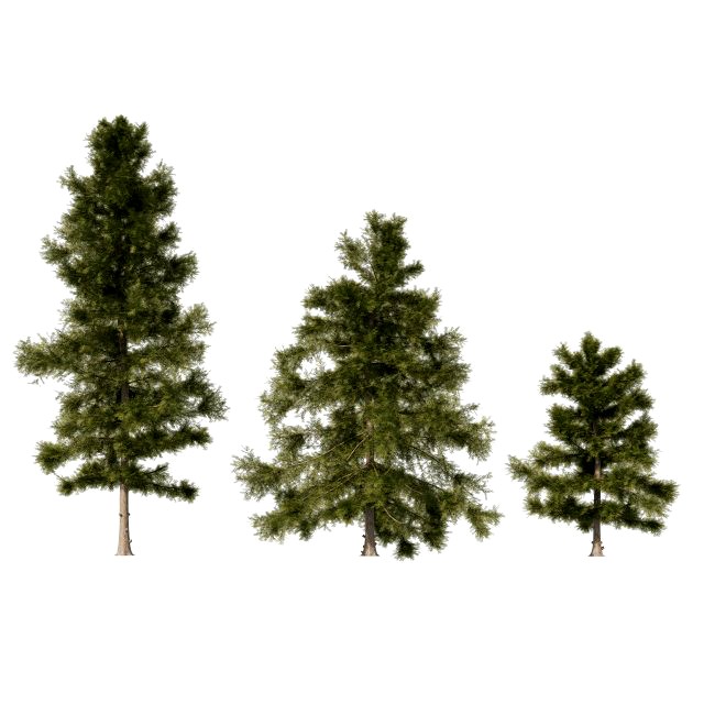 3 Cyprus Cedar Trees