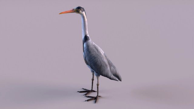 Grey Heron