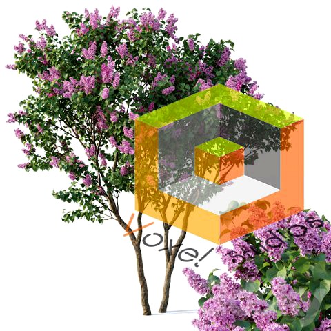 Pro 3DSky - Lilac Syringa Vulgaris 3 Tree
