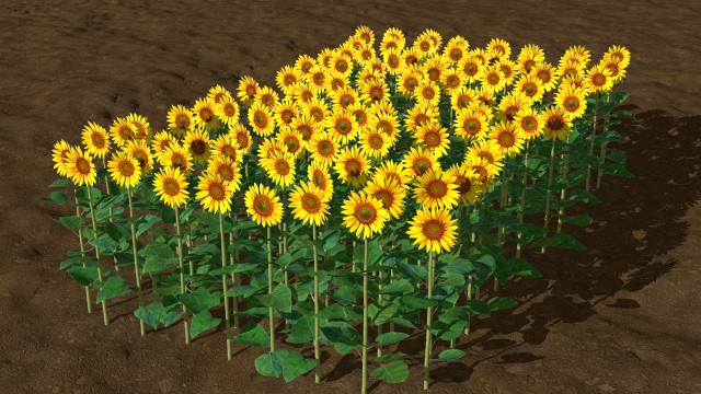 Sunflower plants