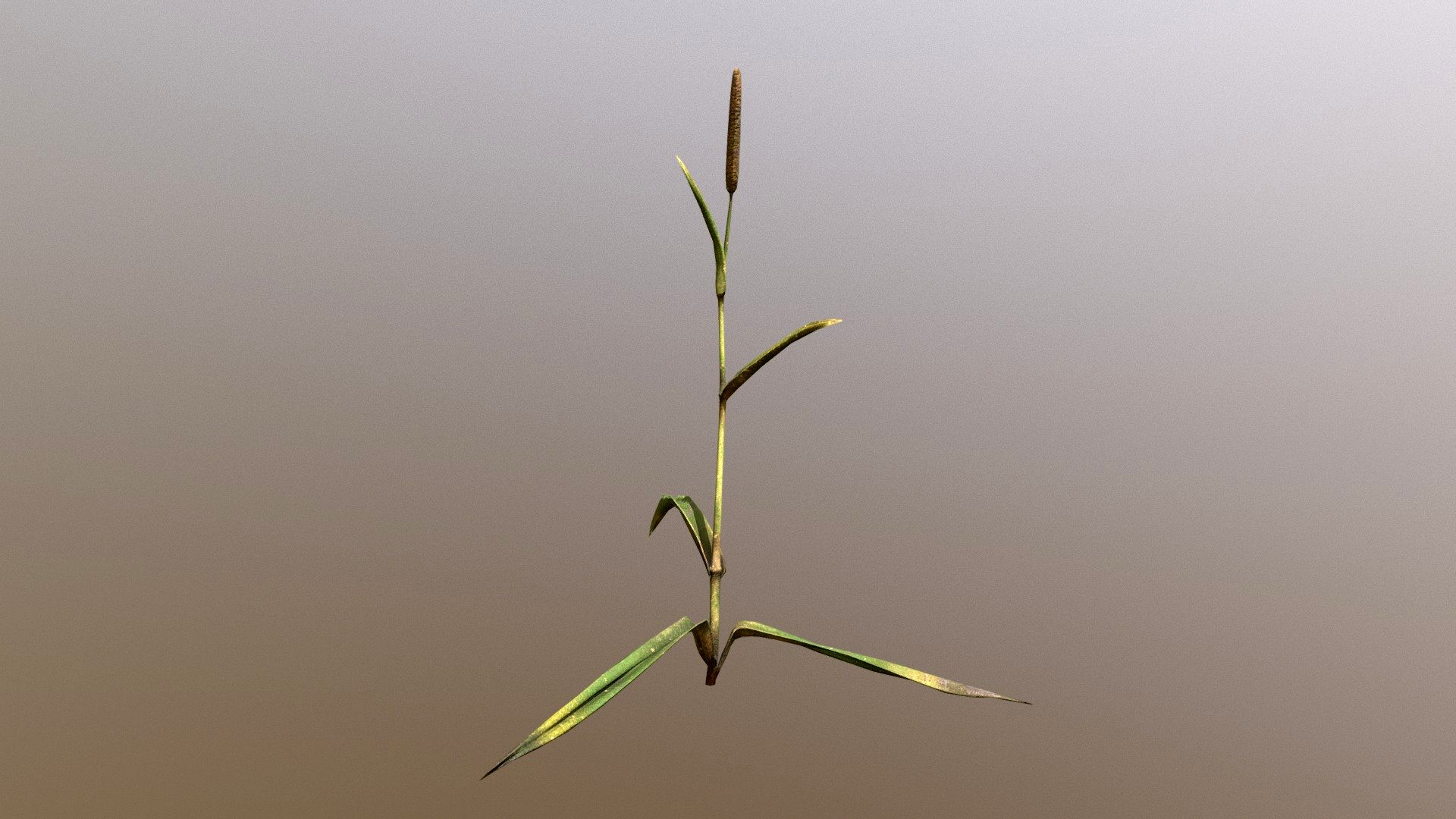 Grass II