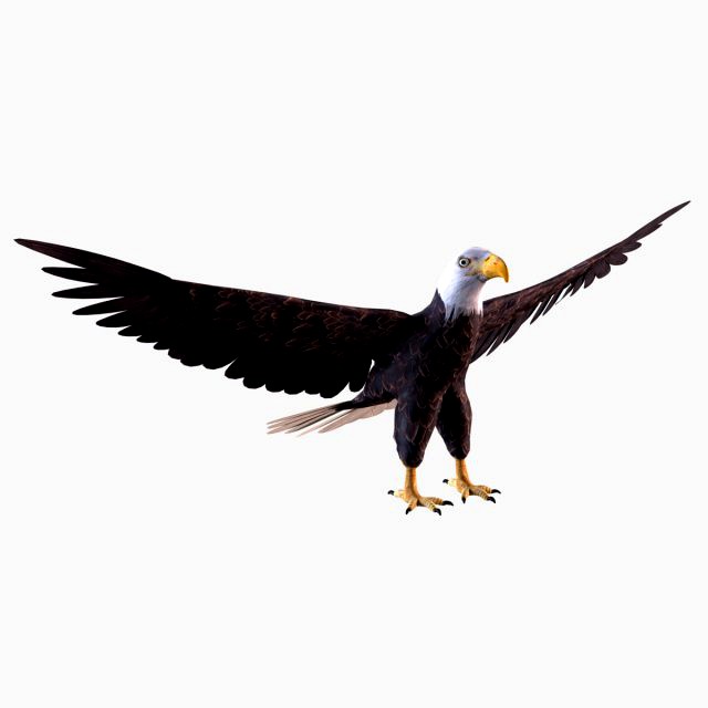 Bald eagle