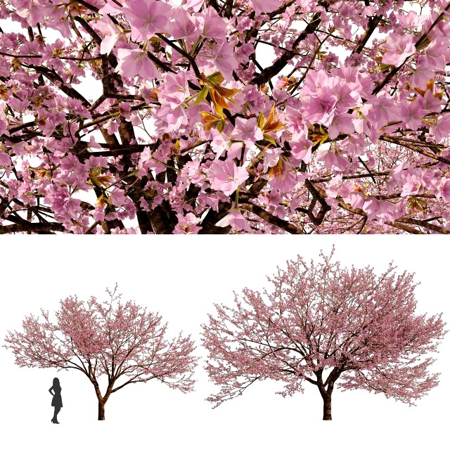 Two Cerasus Trees Sakura tree eastern redbud pink tree