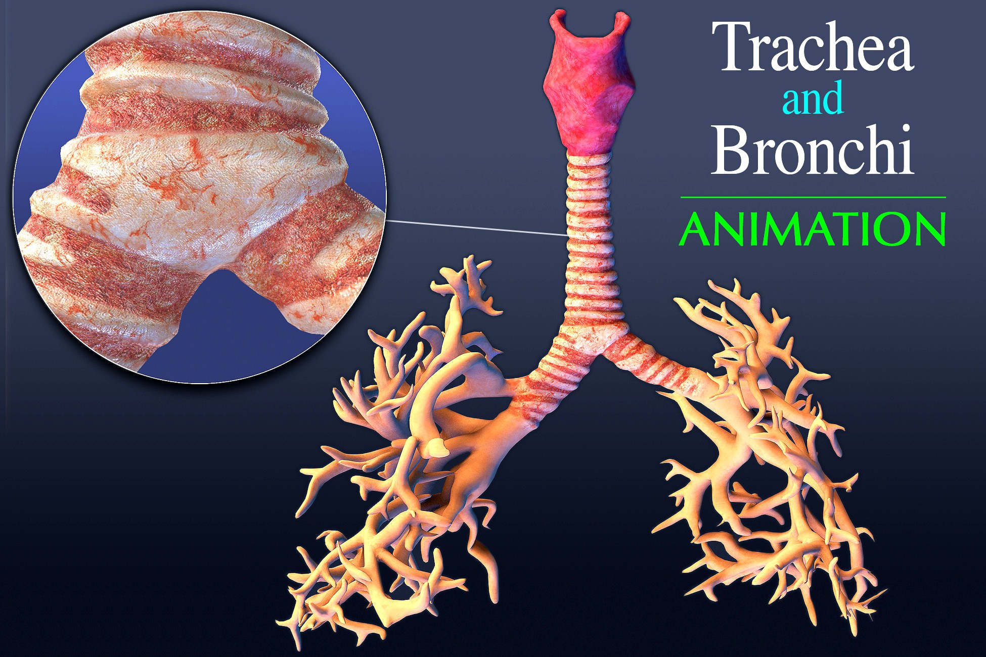 Trachea and Bronchi 3d model