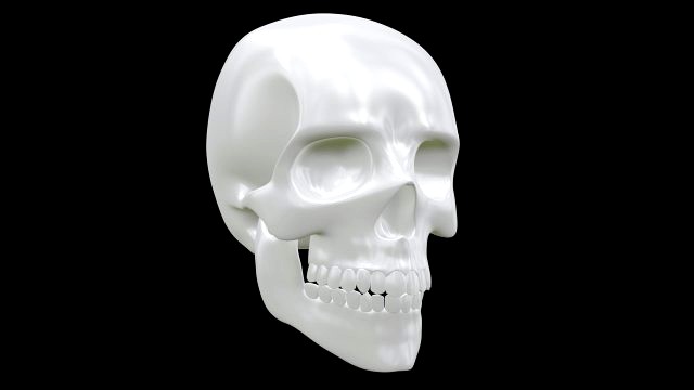 Human skull model