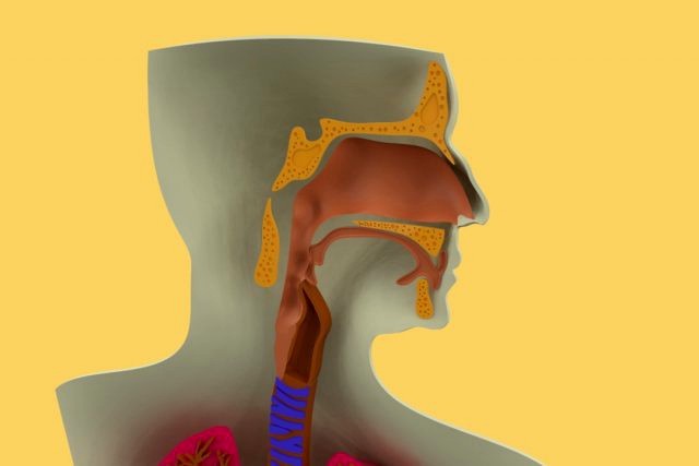 3D LUNGS RESPIRATORY SYSTEM