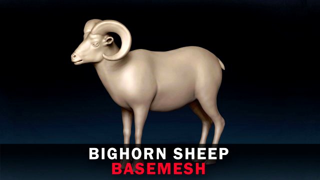 Bighorn Sheep Base Mesh