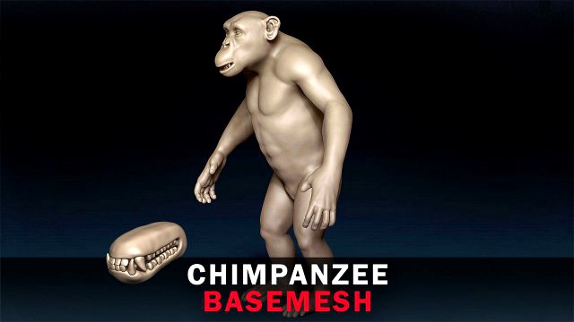 Chimpanzee Base Mesh